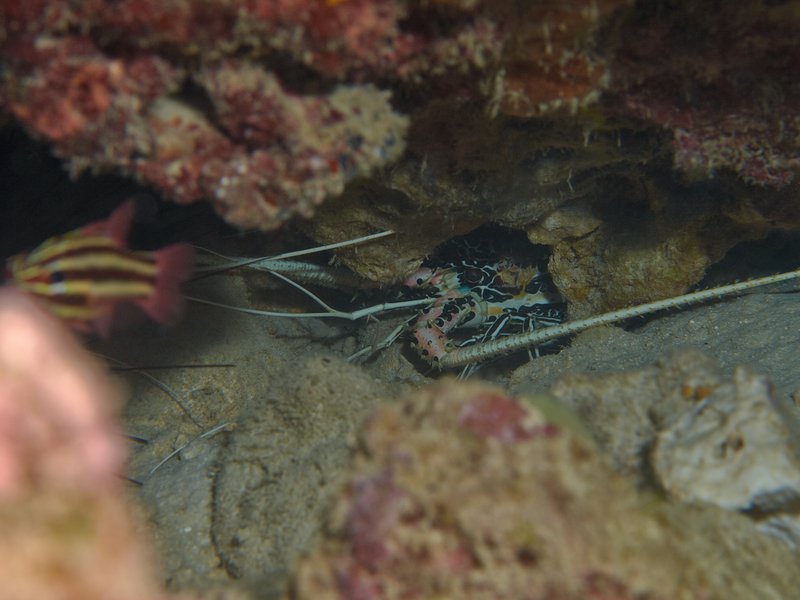 Lobster, House Reef